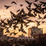 O motivo real por trás dos bandos de pássaros que
