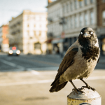 O pássaro inteligente que nunca esquece o rosto de quem