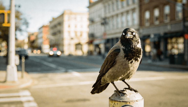 O pássaro inteligente que nunca esquece o rosto de quem