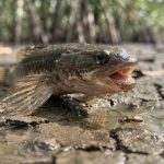O peixe que desafia a natureza e consegue caminhar e