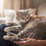 O segredo escondido no ronrom do gato que vai muito