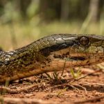 O truque simples que os especialistas usam para identificar cobras