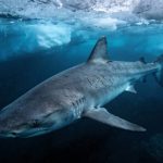 O tubarão gigante que consegue viver por centenas de anos