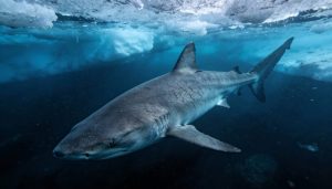 O tubarão gigante que consegue viver por centenas de anos