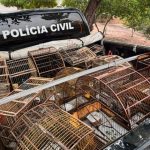 Operação prende suspeito por crime ambiental resgata aves silvestres no