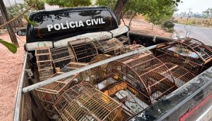 Operação prende suspeito por crime ambiental resgata aves silvestres no