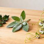 Os 3 melhores chás recomendados pela Anvisa