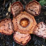 Plantas raríssimas impressionam pelo tamanho, cheiro e sobrevivência