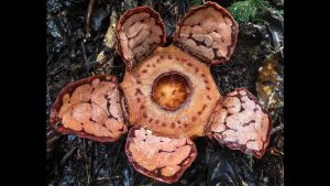 Plantas raríssimas impressionam pelo tamanho, cheiro e sobrevivência