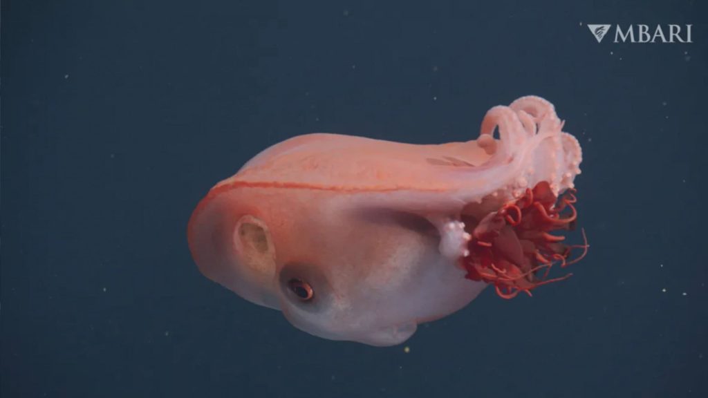 Polvo-de-sete-braços é filmado nas profundezas pela 4ª vez em 40