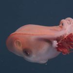 Polvo-de-sete-braços é filmado nas profundezas pela 4ª vez em 40