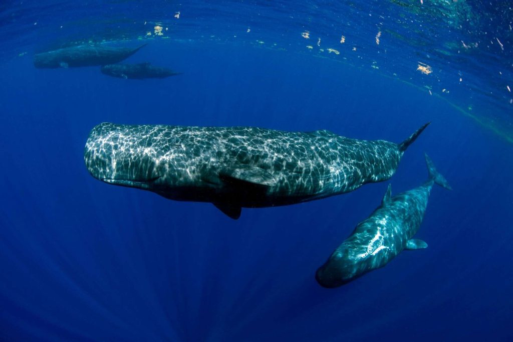 Por que baleias-cachalotes se comunicam como se usassem vogais humanas?