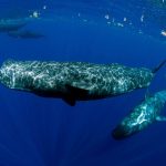 Por que baleias-cachalotes se comunicam como se usassem vogais humanas?