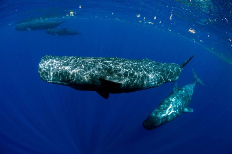 Por que baleias-cachalotes se comunicam como se usassem vogais humanas?