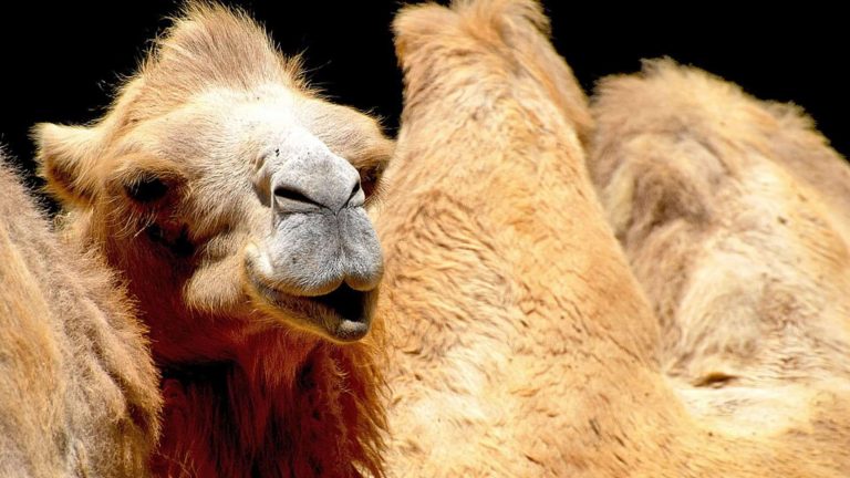 Por que camelos não bebem água o tempo todo, mesmo