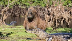 Por que crocodilos não comem capivaras?