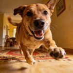 Por que do nada seu cachorro tem uma explosão de