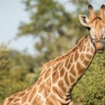 Por que não domesticamos as girafas?