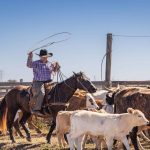 Por que não montamos bois ao invés de cavalos?