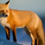 Por que não se pode domesticar animais selvagens?