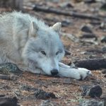 Por que não usamos lobos “domesticados” em vez de cães?