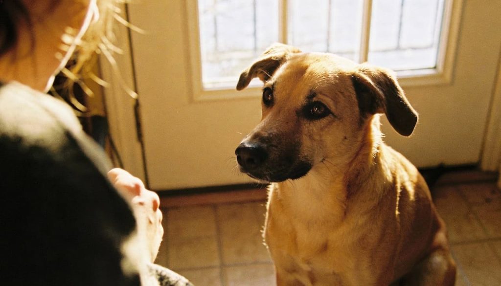Por que os cachorros fazem aquela cara de culpado após