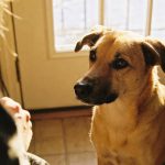 Por que os cachorros fazem aquela cara de culpado após