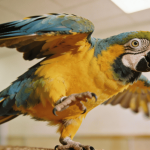 Por que os papagaios dançam quando ouvem suas músicas favoritas