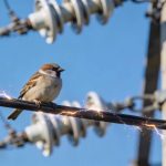 Por que os pássaros não tomam choque nos fios elétricos?