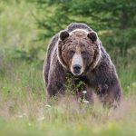 “Príncipe” pré-histórico de túmulo famoso morreu após ataque brutal de