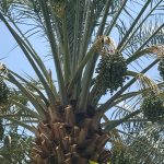 Produção de tâmaras na Bahia avança com mudas árabes