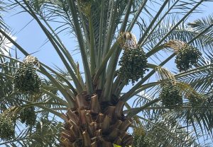 Produção de tâmaras na Bahia avança com mudas árabes