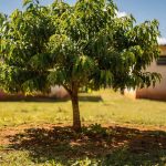 Quer sombra rápida? Essas árvores crescem rápido e ajudam a