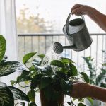 Regar no horário errado pode prejudicar suas plantas mais do