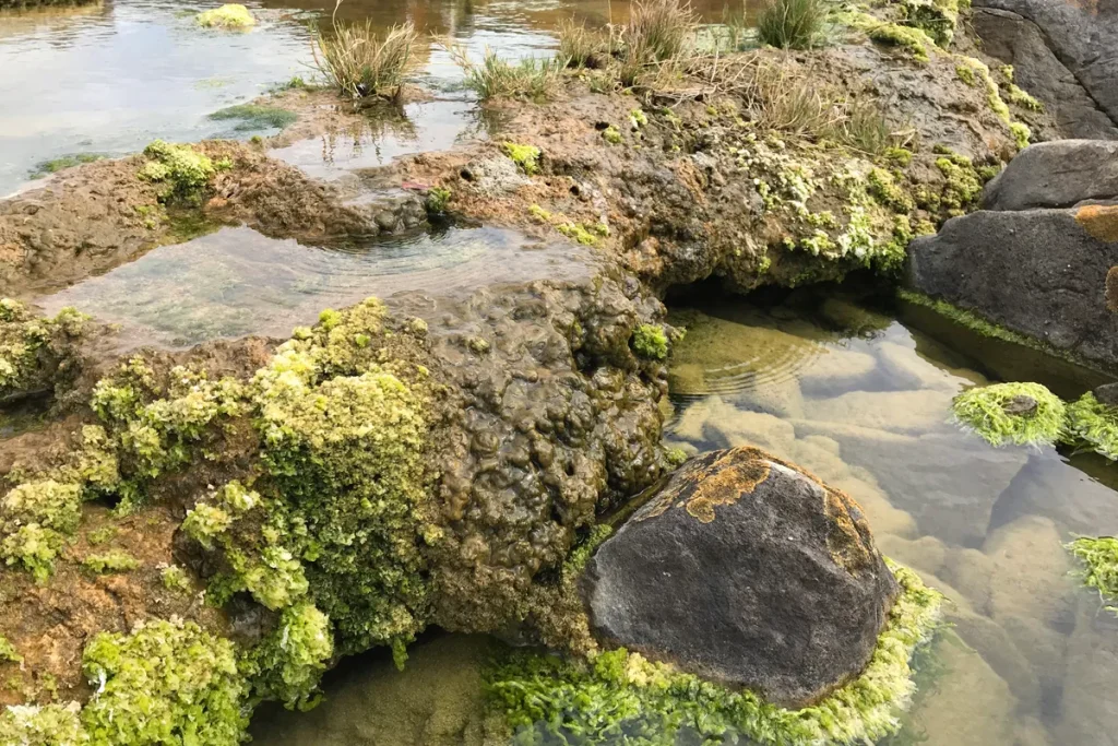 “Rochas vivas” estão entre os seres mais antigos do planeta