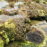 “Rochas vivas” estão entre os seres mais antigos do planeta