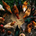 Se galinhas são aves e têm penas, por que não