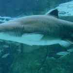 Se tubarões são tão antigos, por que evoluíram tão pouco?