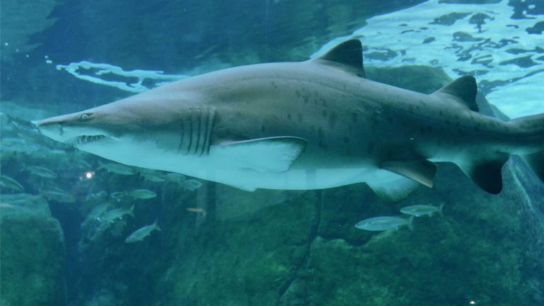 Se tubarões são tão antigos, por que evoluíram tão pouco?