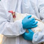 Vírus da gripe aviária possui gene que neutraliza a febre