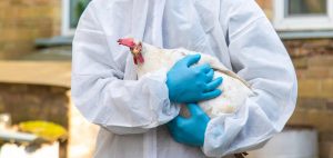 Vírus da gripe aviária possui gene que neutraliza a febre