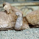 Vítimas de Pompeia vestiam roupas de lã – e isso