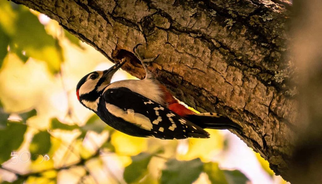 Você sabia que o pica-pau tem uma língua gigante que