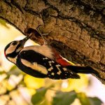 Você sabia que o pica-pau tem uma língua gigante que