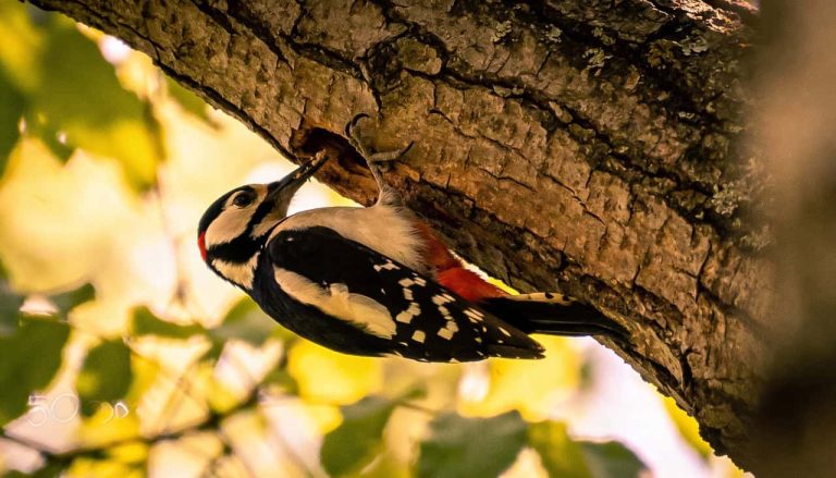 Você sabia que o pica-pau tem uma língua gigante que