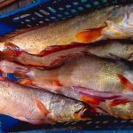 a fortuna escondida dentro de peixe brasileiro