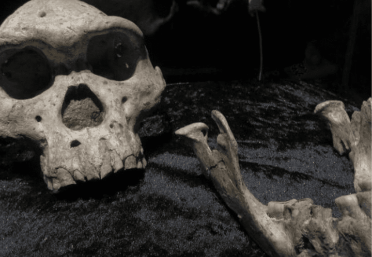 uma ou duas espécies de hominínios?