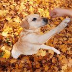 6 dicas da ciência para seu cachorro viver mais