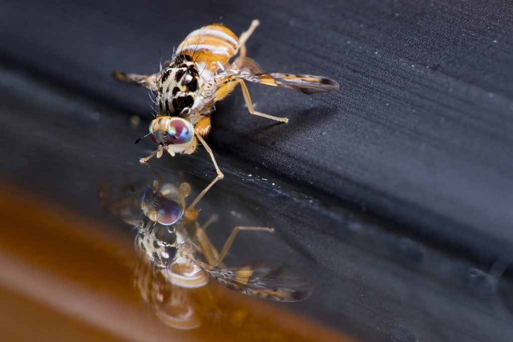 7 insetos encontrados no corpo humano durante uma colonoscopia