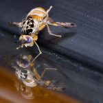 7 insetos encontrados no corpo humano durante uma colonoscopia